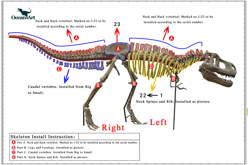 恐龍骨架安裝步驟 
