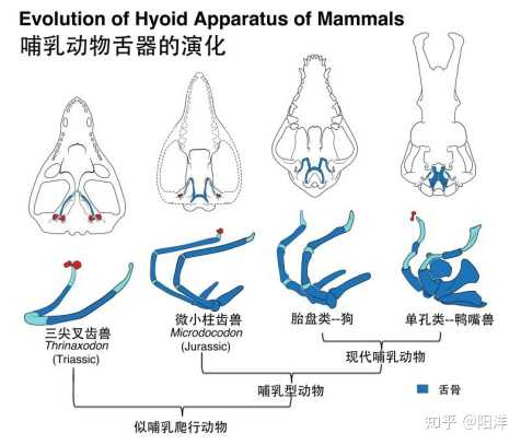 2019 年，古生物學(xué)領(lǐng)域報道的哪個新物種/化石最令你印象深刻？